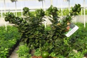 Cómo crecer una planta de albaricoque