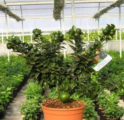 Cómo crecer una planta de albaricoque