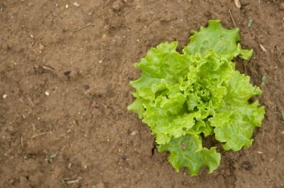 Cómo Fertilizar Lechuga