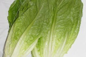 Cómo producir lechuga Romaine