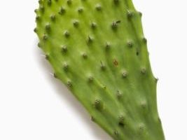 Cómo saber si un nopal es una planta madura