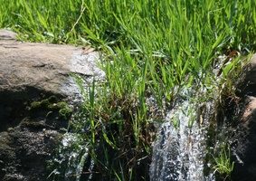 Hierba que crece entre las rocas