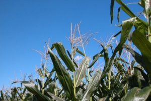 Las etapas del cultivo de maíz dulce