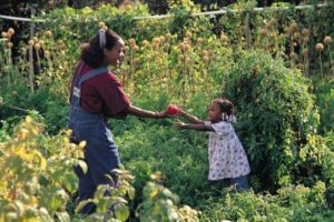 Las verduras que crecen mejor cerca de otras verduras