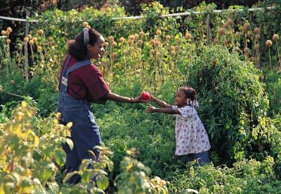 Las verduras que crecen mejor cerca de otras verduras