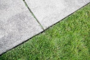 Por qué no crece la hierba en enero