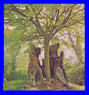 Tepezcohuite: el árbol de la piel 1