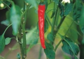 Consejos de jardín para la pimienta