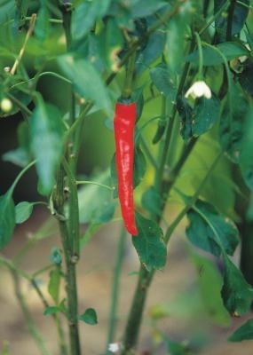 Consejos de jardín para la pimienta