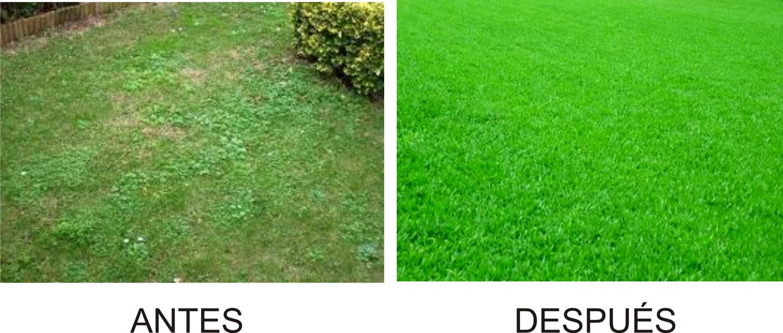 Por qué debo tener mi césped fertilizado