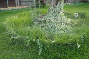 Requisitos para el suelo de hierba Zoysia