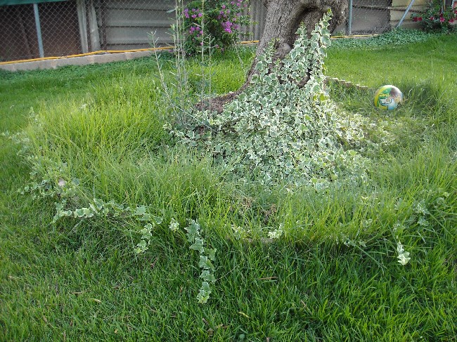 Requisitos para el suelo de hierba Zoysia