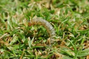 Temperaturas de congelación para matar gusanos del césped
