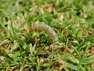 Temperaturas de congelación para matar gusanos del césped