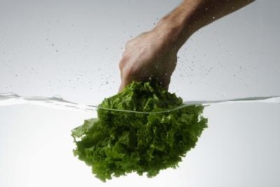 Tipos de lechuga de hoja ancha