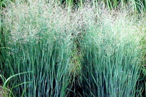 Tipos de pastos perennes