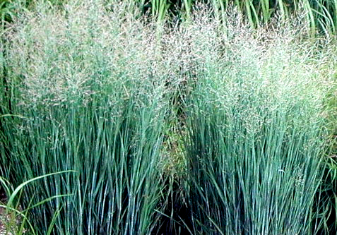 Tipos de pastos perennes