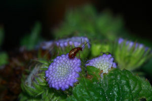 Agerato (ageratum houstonianum) 11