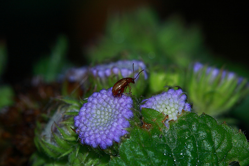 Agerato (ageratum houstonianum) 1