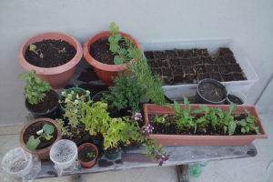 Plantas aromáticas 6