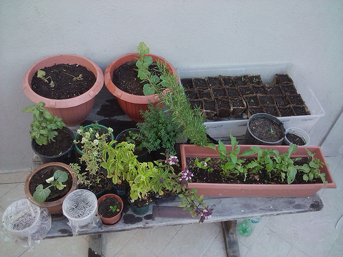 Plantas aromáticas 1