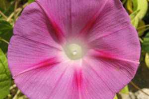 Campanilla 7