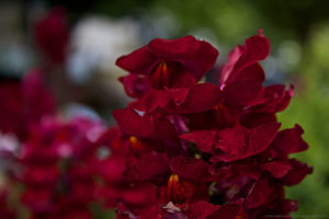 Flores rojas 10