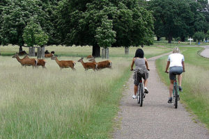 Alquilar bicicletas en Londres 1