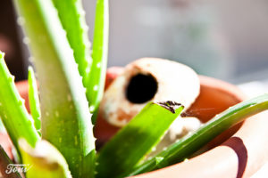 Aloe Vera 11