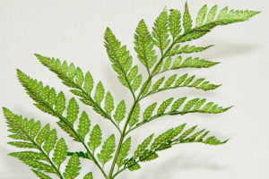 Plantas sin flores 10