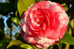 Camelias, cuidados y características 8