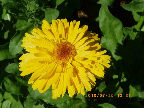 Caléndula 1