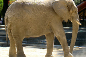 Polo en elefante 7