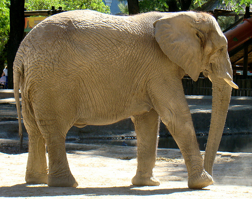 Polo en elefante 1