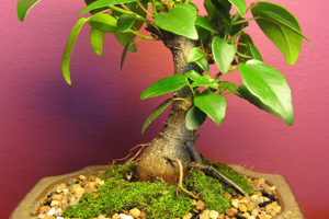 Características del Bonsái del Ficus 5