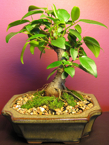 Características del Bonsái del Ficus 1