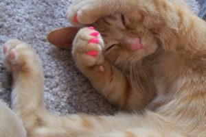 Gatito con uñas pintadas