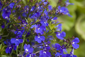 Diferentes especies de Lobelia 3