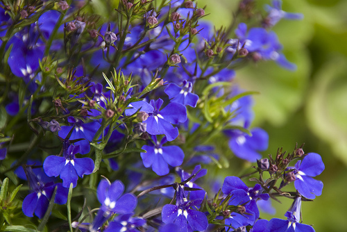 Diferentes especies de Lobelia 1