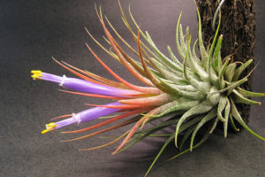 La Tillandsia 2