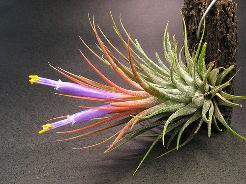 La Tillandsia 1