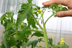 Cuándo tenemos que abonar. Plantas de interior 10