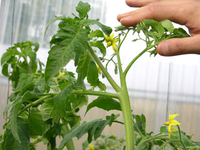Cuándo tenemos que abonar. Plantas de interior 1