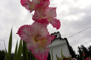 Cultivo de gladiolos 2