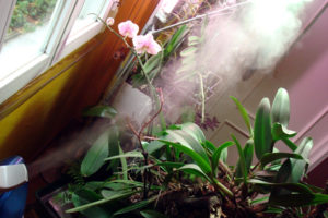 La humedad, Plantas de interior 7