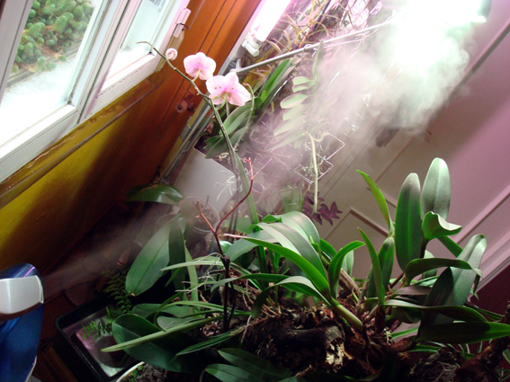 La humedad, Plantas de interior 1
