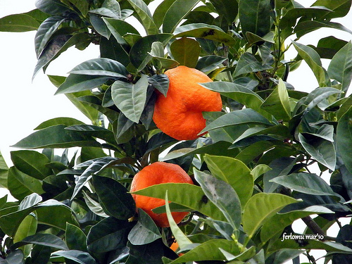 Torta de mandarina 1