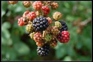 Postre de moras semifrio 6