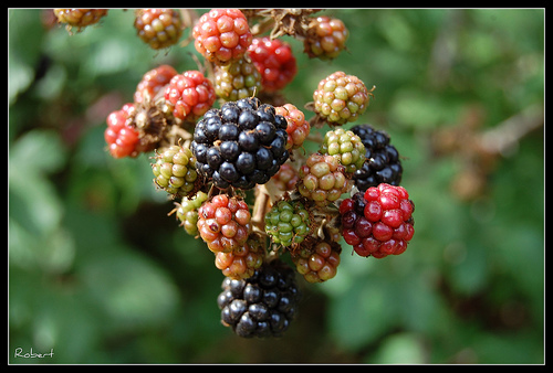 Postre de moras semifrio 1