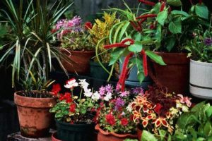 El suelo-1, Plantas de interior 6